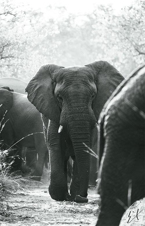 Tierra de Gigantes: Vida Salvaje en África 