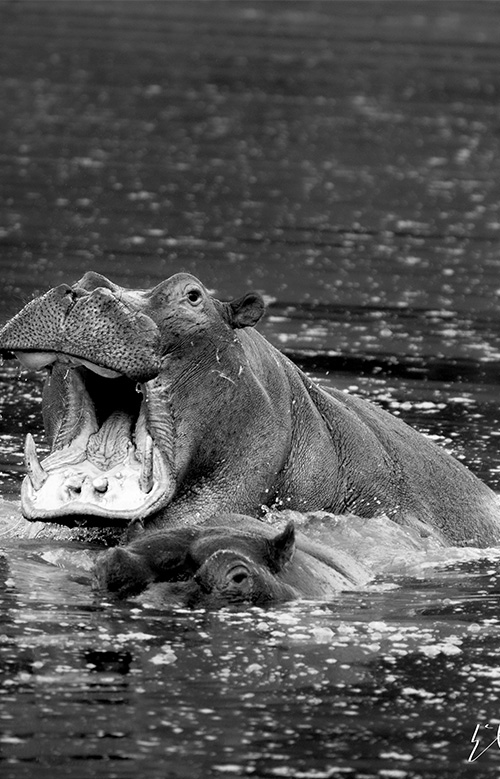 Tierra de Gigantes: Vida Salvaje en África 