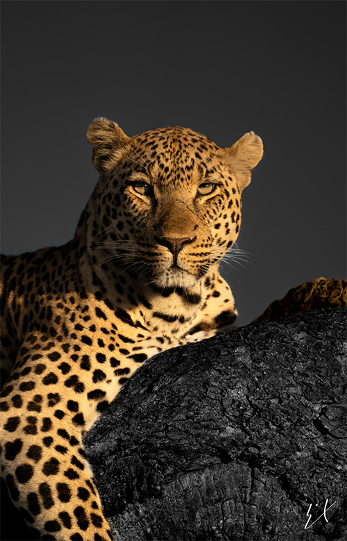 Tierra de Gigantes: Vida Salvaje en África 