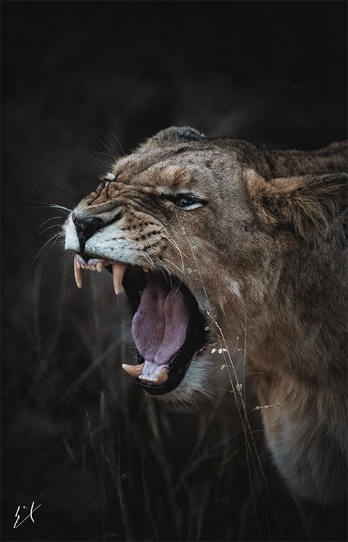 Tierra de Gigantes: Vida Salvaje en África 